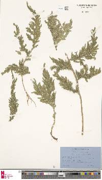 Selaginella conferta image