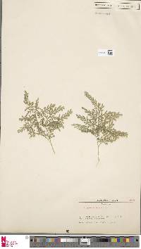 Selaginella braunii image