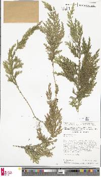 Selaginella anceps image