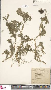 Selaginella opaca image