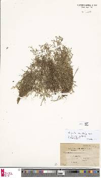 Selaginella nummularia image