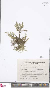 Selaginella repanda image
