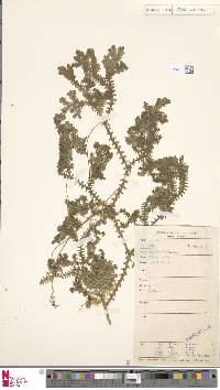 Selaginella opaca image