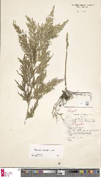 Selaginella rechingeri image