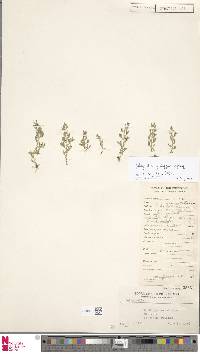 Selaginella philippina image