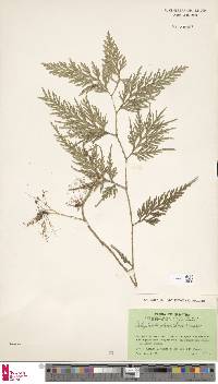 Selaginella plana image