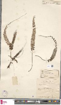 Adiantum caudatum image