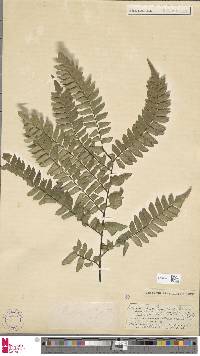 Adiantum abscissum image