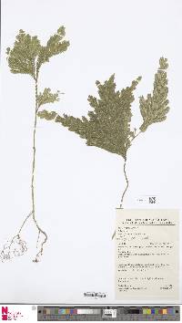 Selaginella parkeri image