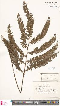 Adiantum cajennense image