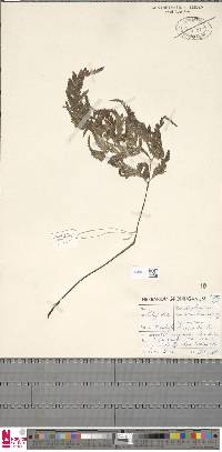 Asplenium adiantum-nigrum subsp. adiantum-nigrum image