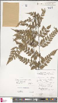 Asplenium affine image