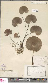 Adiantum reniforme image