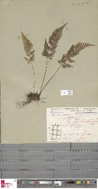 Asplenium adiantum-nigrum image