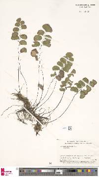 Adiantum ruizianum image