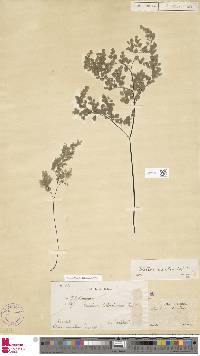 Adiantum raddianum image