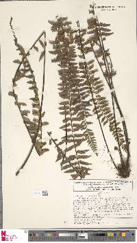 Asplenium longissimum image