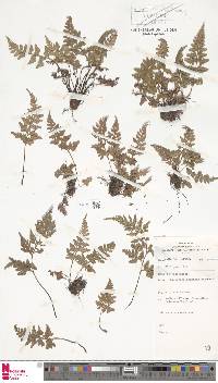 Asplenium adiantum-nigrum image