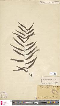 Arthropteris tenella image