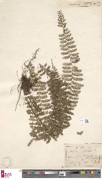 Asplenium longissimum image