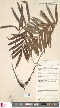 Image of Parablechnum chauliodontum