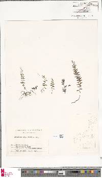 Asplenium oligophlebium image