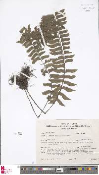 Hymenasplenium obscurum image