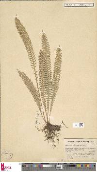 Cleistoblechnum eburneum image