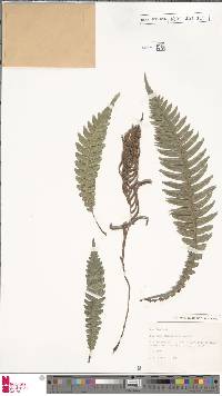 Austroblechnum lanceolatum image