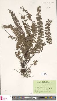 Asplenium normale image