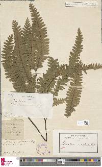 Adiantum curvatum image