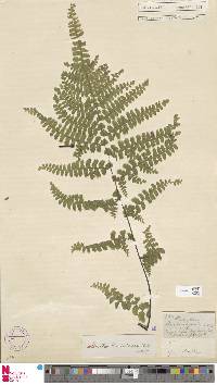 Adiantum henslovianum image