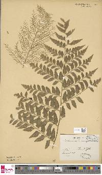 Asplenium dimorphum image