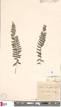 Hymenasplenium unilaterale image