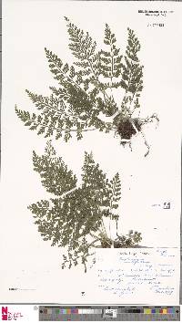 Asplenium rutifolium image