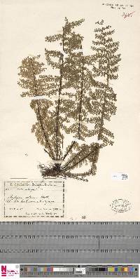 Asplenium rutaceum image