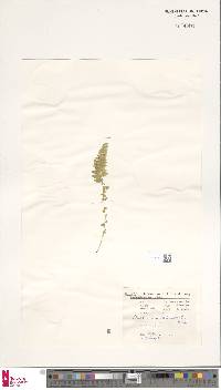 Asplenium fontanum image