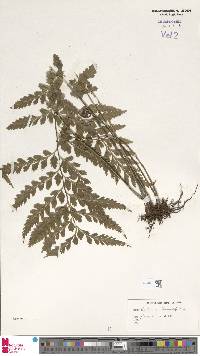 Asplenium lamprophyllum image