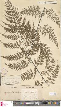 Asplenium laserpitiifolium image