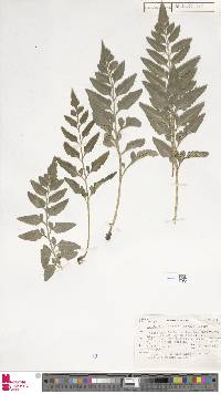 Asplenium lyallii image