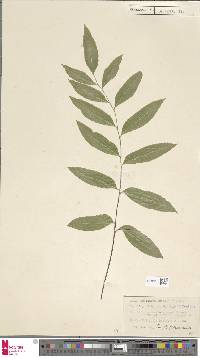 Asplenium adiantum-nigrum subsp. adiantum-nigrum image