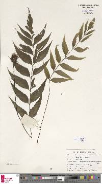 Asplenium macrophyllum image