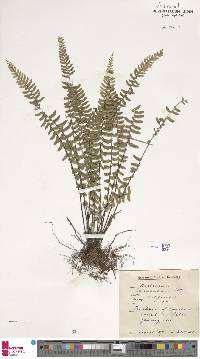 Asplenium lunulatum image