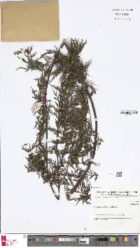 Asplenium subflexuosum image