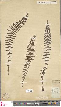 Blechnum australe image