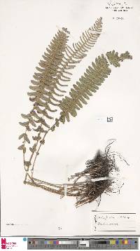 Blechnum australe image