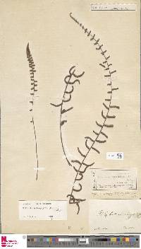 Bolbitis rhizophylla image