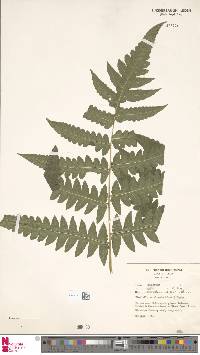 Blotiella natalensis image