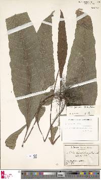 Image of Bolbitis gaboonensis