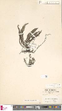 Cephalomanes javanicum image